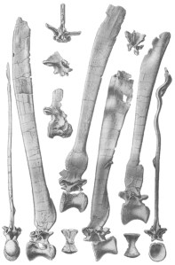 Los huesos fósiles examinados por Stromer en 1915