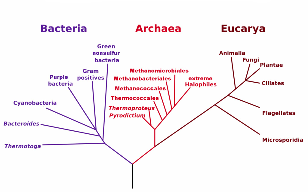 La propuesta de Woese sobre las relaciones evolutivas entre las bacterias, las arqueas y los eucariontes. Imagen de Wikipedia