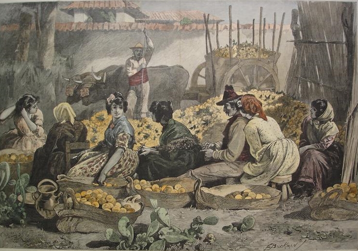 Mercado_de_Naranjas